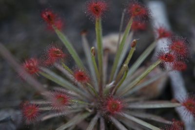Drosera dilatatopetiolaris, photographed by Hugo Innes