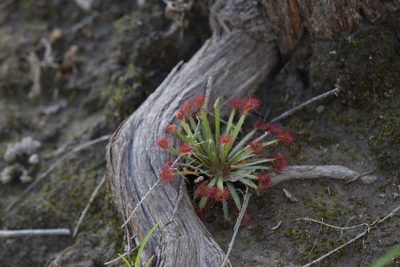 Drosera dilatatopetiolaris, photographed by Hugo Innes