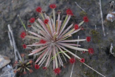 Drosera dilatatopetiolaris, photographed by Hugo Innes