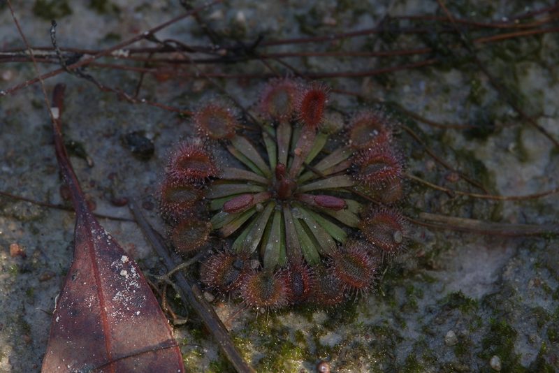 Drosera brevicornis, photographed by Hugo Innes