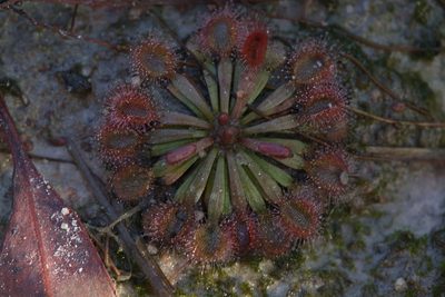 Drosera brevicornis, photographed by Hugo Innes