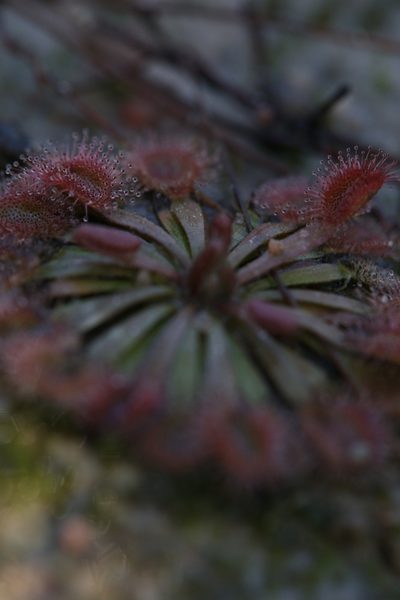 Drosera brevicornis, photographed by Hugo Innes