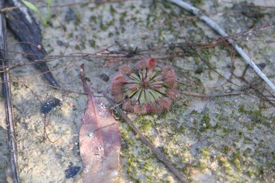 Drosera brevicornis, photographed by Hugo Innes