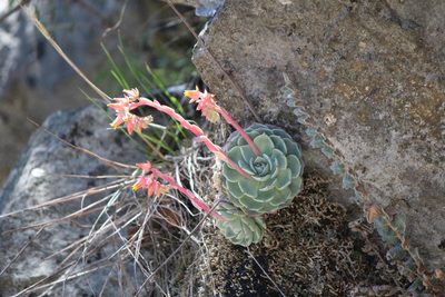 Echeveria secunda, photographed by José Belem Hernández Díaz