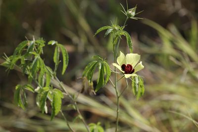 Astrohibiscus caesius