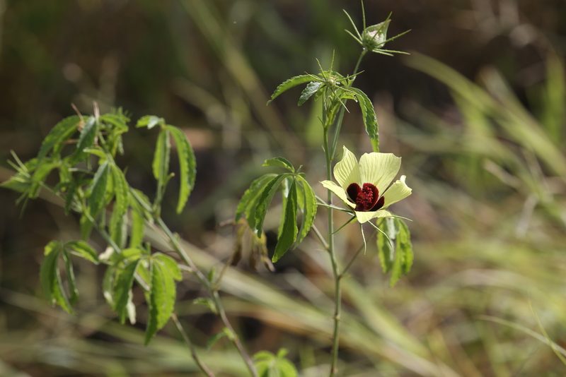 Astrohibiscus caesius, photographed by Hugo Innes
