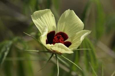 Astrohibiscus caesius, photographed by Hugo Innes
