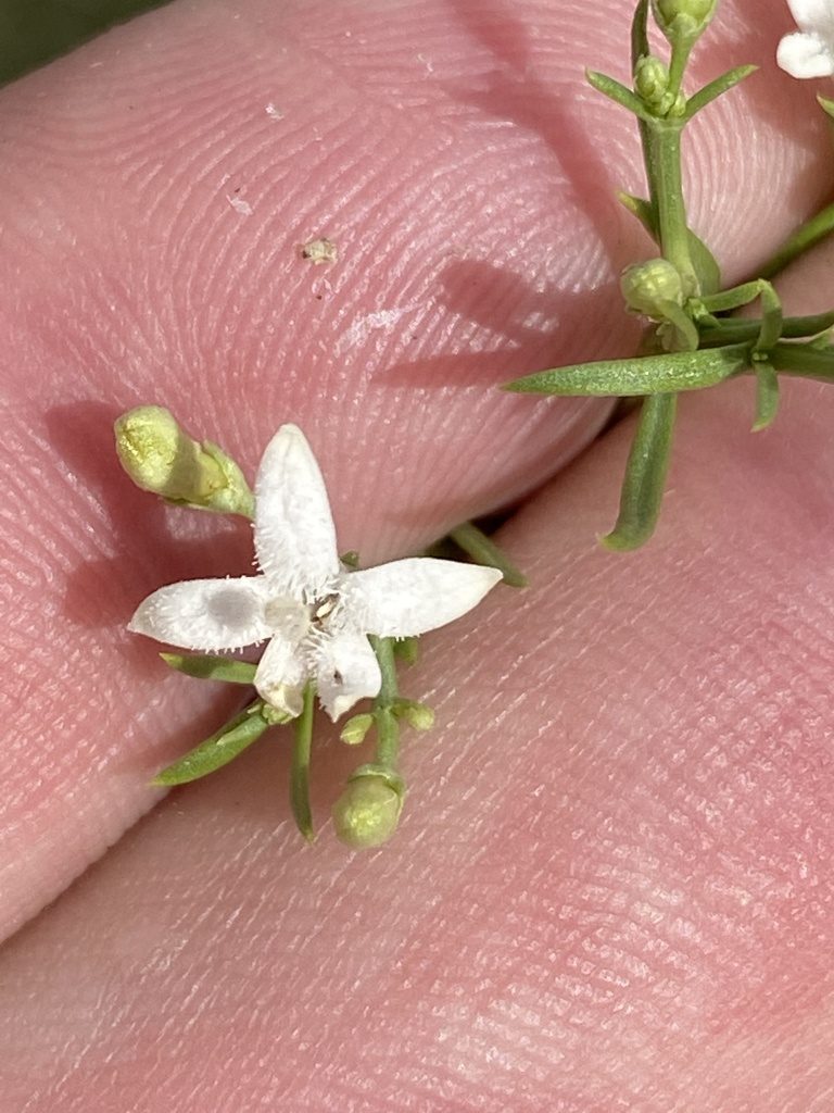 Amphiasma divaricatum, photographed by Dave U