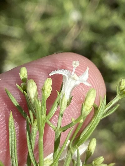 Amphiasma divaricatum, photographed by Dave U