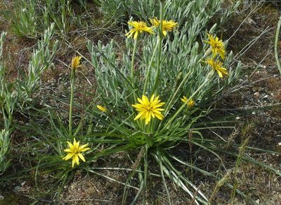 Pseudopodospermum molle, photographed by Иван Пристрем