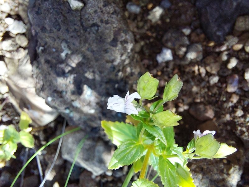 Nemesia rupicola, photographed by Manuel R Popp