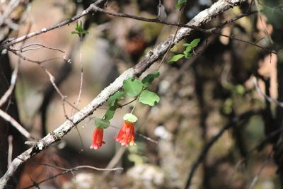 Lonicera pilosa, photographed by José Belem Hernández Díaz