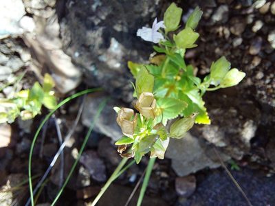 Nemesia rupicola, photographed by Manuel R Popp