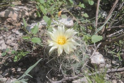 Coryphantha pseudonickelsiae, photographed by Pedro Nájera Quezada