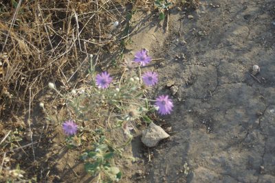 Xeranthemum annuum, photographed by Olena V. Vakarenko