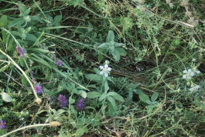 Nigella arvensis, photographed by Olena V. Vakarenko