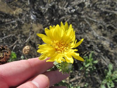 Grindelia chiloensis, photographed by Nicolas Olejnik