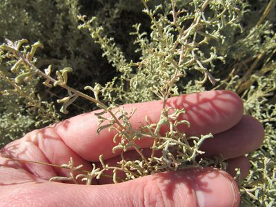 Atriplex lampa, photographed by Nicolas Olejnik