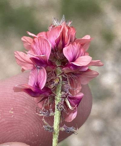 Indigofera auricoma, photographed by Dave U
