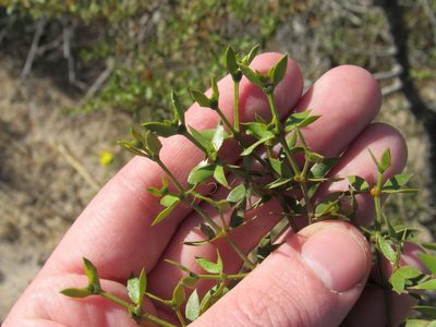 Larrea divaricata, photographed by Nicolas Olejnik