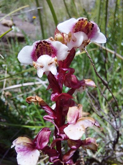 Pterygodium cooperi, photographed by Manuel R Popp
