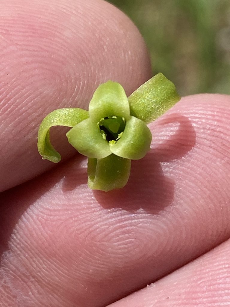 Dipcadi bakerianum, photographed by Dave U