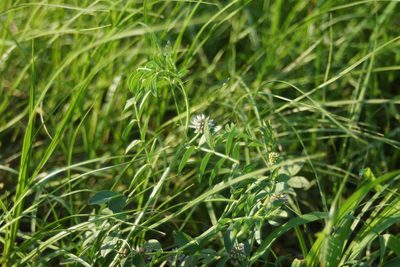 Glycyrrhiza echinata, photographed by Olena V. Vakarenko