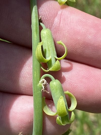 Dipcadi bakerianum, photographed by Dave U