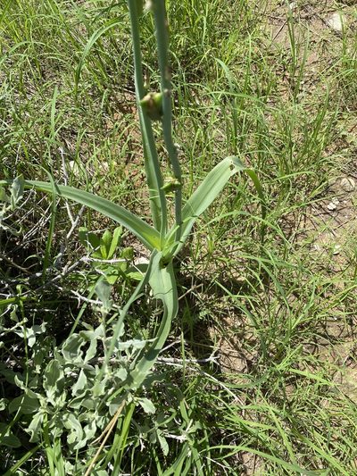 Dipcadi bakerianum, photographed by Dave U