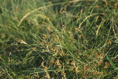 Juncus compressus, photographed by Olena V. Vakarenko