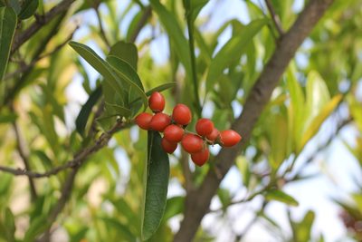 Citharexylum montevidense, photographed by Romi Galeota Lencina