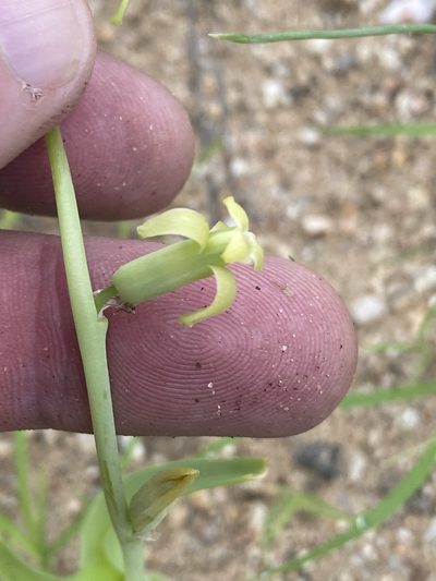Dipcadi bakerianum, photographed by Dave U