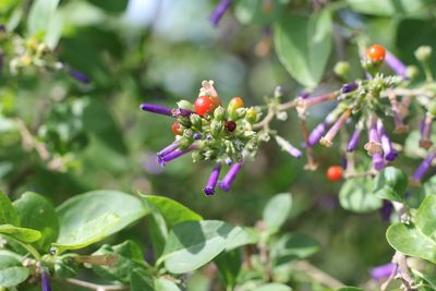 Lycium cestroides, photographed by Romi Galeota Lencina