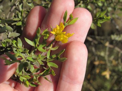 Larrea divaricata, photographed by Nicolas Olejnik