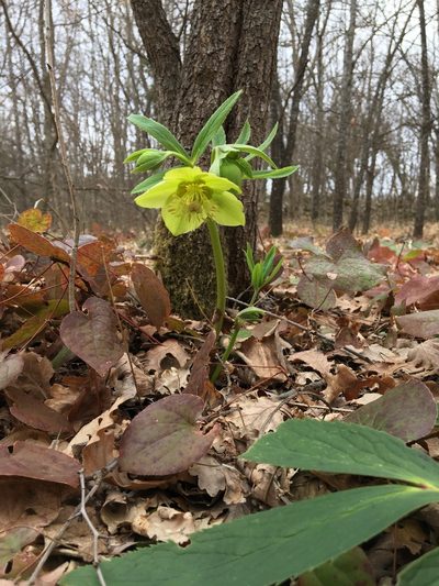 Helleborus odorus, photographed by Mirko Ubović