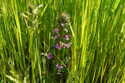 Pedicularis palustris, photographed by Lars Willighagen