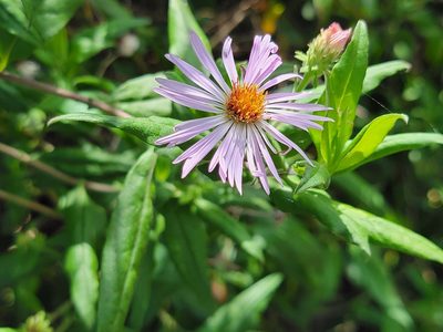 Ampelaster carolinianus, photographed by Theo Summer