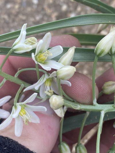 Battandiera stapffii, photographed by Dave U