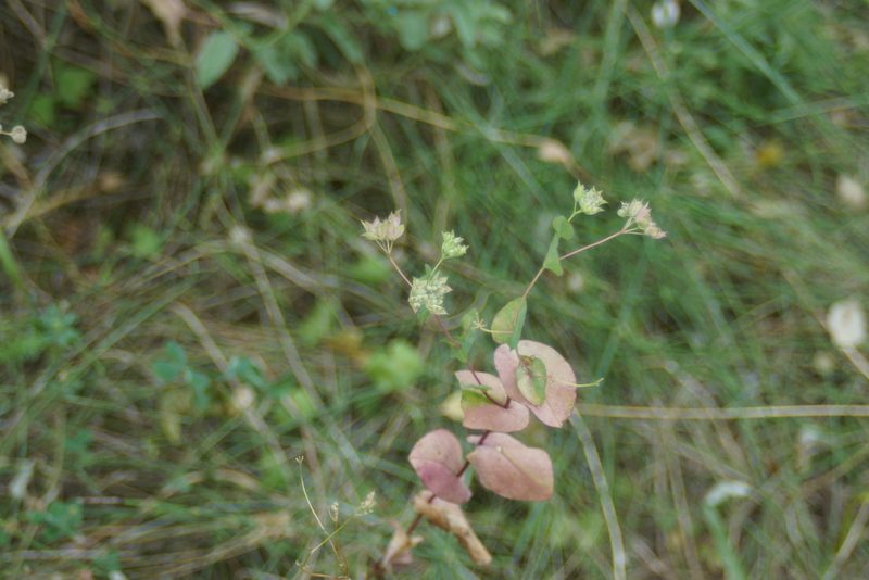 Bupleurum rotundifolium, photographed by Olena V. Vakarenko