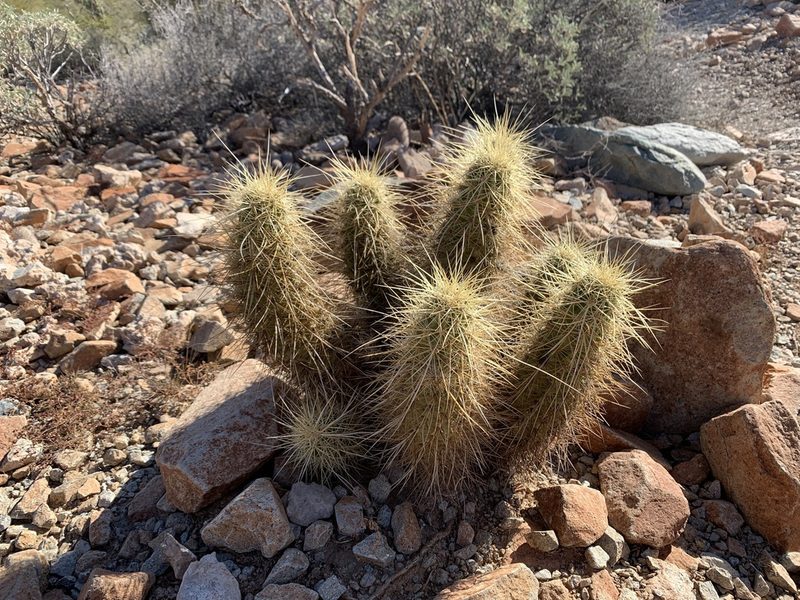 Echinocereus nicholii, photographed by Dan Harville