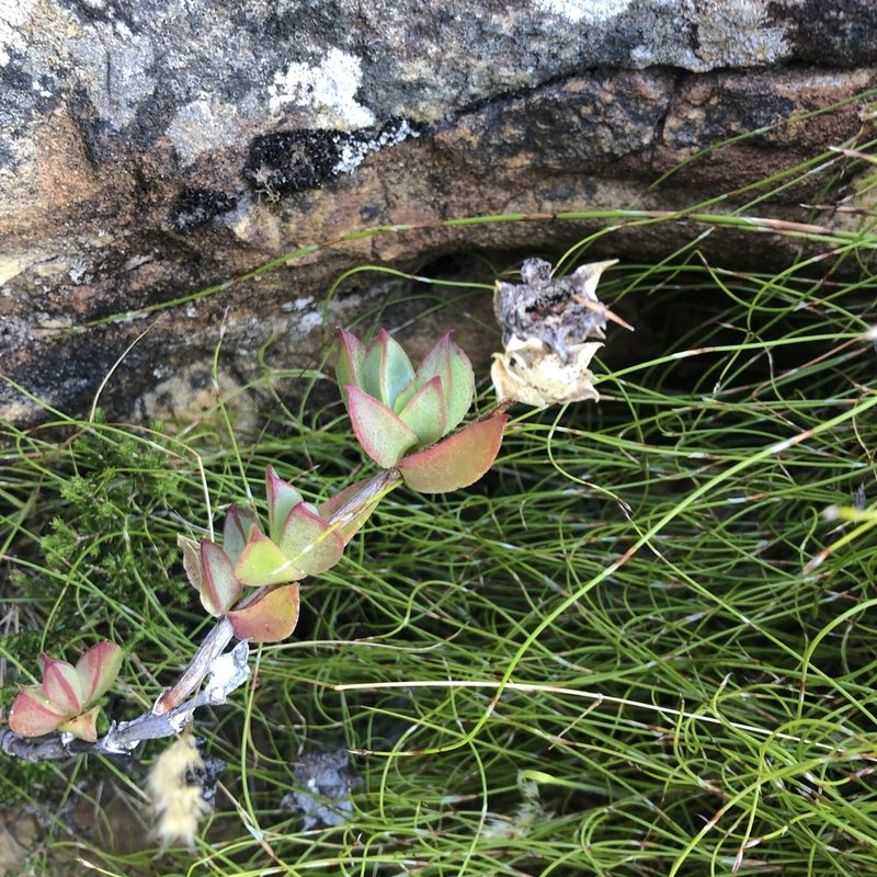 Erepsia forficata, photographed by Charleen Brunke