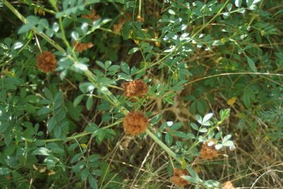 Glycyrrhiza echinata, photographed by Olena V. Vakarenko