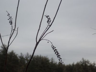 Clethra alnifolia