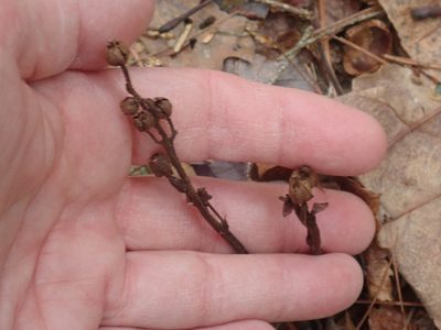 Hypopitys monotropa, photographed by Lynn Harper