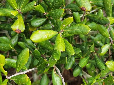 Quercus myrtifolia, photographed by Theo Summer