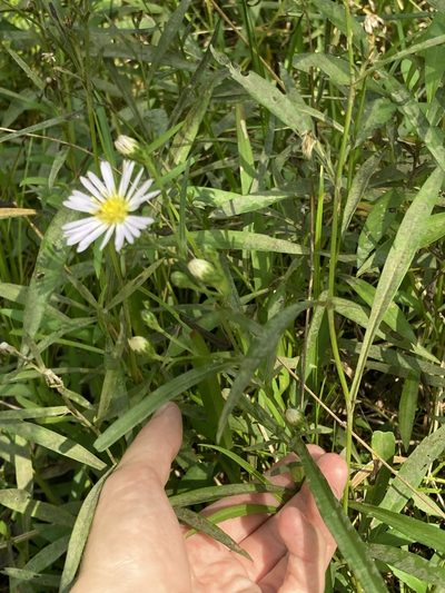 Symphyotrichum simmondsii, photographed by Jade Fortnash