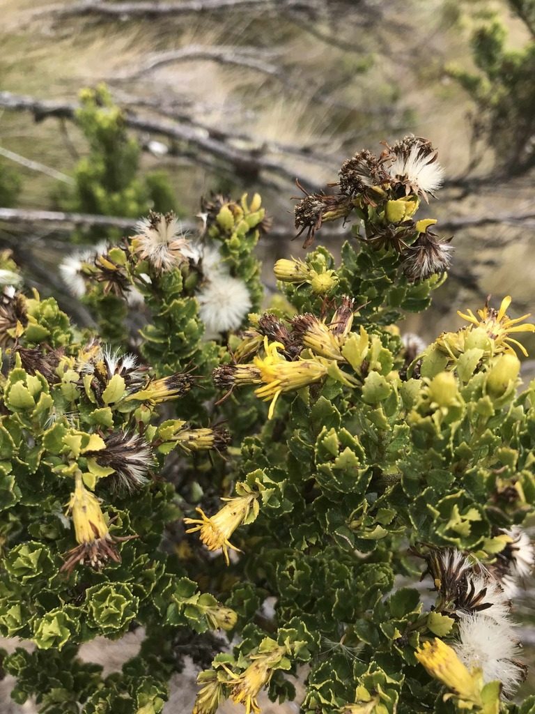 Pentacalia arbutifolia, photographed by Ben Pritchard