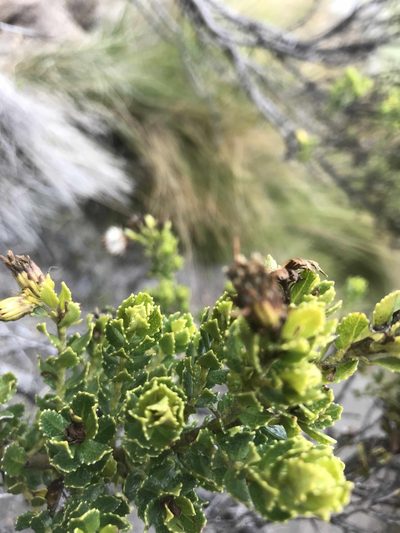 Pentacalia arbutifolia, photographed by Ben Pritchard