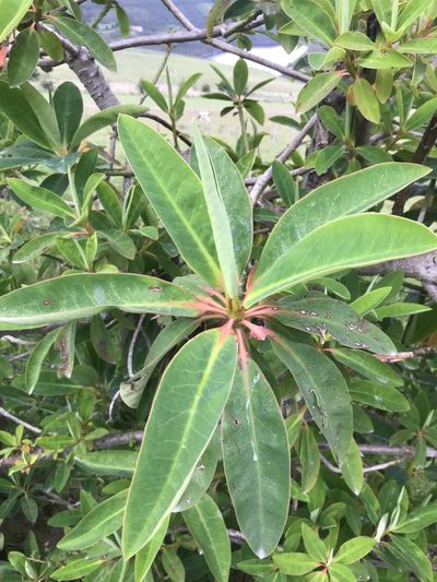 Euphorbia laurifolia, photographed by Ben Pritchard