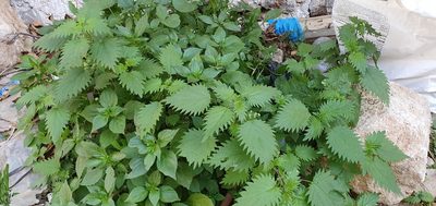 Urtica pilulifera, photographed by Mehdi Chetibi